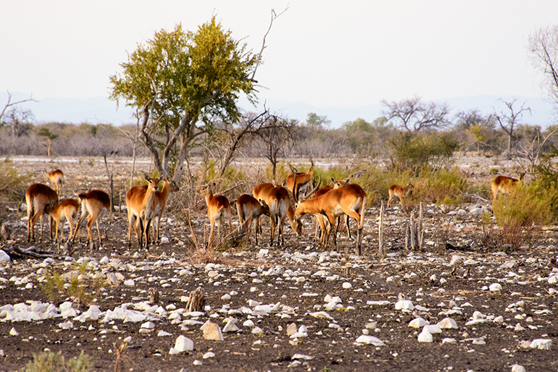 Callies Game Lodge Wilderness Experience