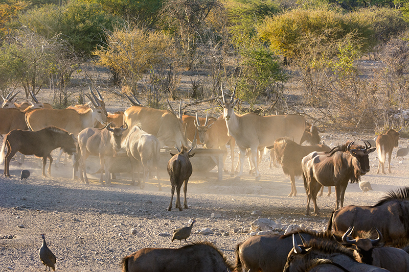 Callies Game Lodge Wilderness Experience